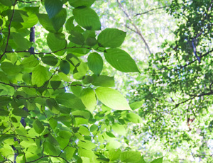 日が差し込む木の葉の写真
